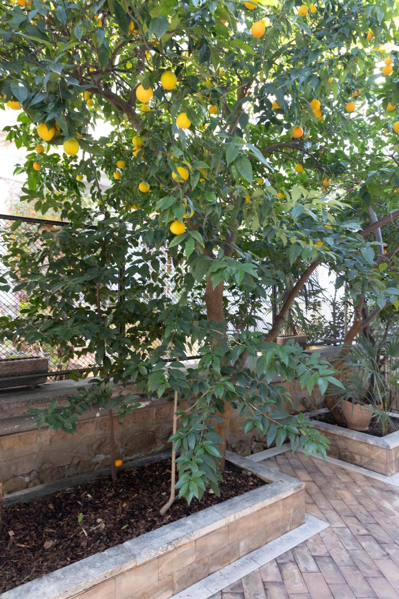 로마 The Orange Garden 아파트 외부 사진